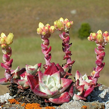 20 Dudleya cymosa Succulents Flower Seeds for Garden - $22.00