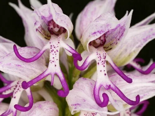 Fresh Naked Man Orchid Seeds Purple White Flower Bush Perennial 50 Seeds Garden - £8.31 GBP