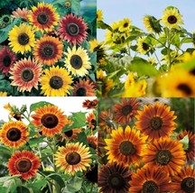 Sunflowers Landscaper&#39;S Pack Bulk Tall Branching Sunflowers Viable Usa 250 Seeds - £10.25 GBP