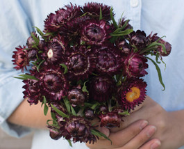 Purple Red Strawflower Flower 50 Seeds US Seller - £6.24 GBP