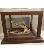 1 Alligator taxidermy gator reptile crocodile glass display case home de... - $117.60