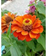 50++ Profusion Orange Dwarf Zinnia Seeds - $12.34
