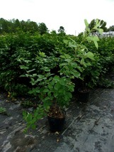 Apache Thornless Blackberry 4-6 Ft. Plant Antioxidant Garden Plants Blackberries - £76.26 GBP