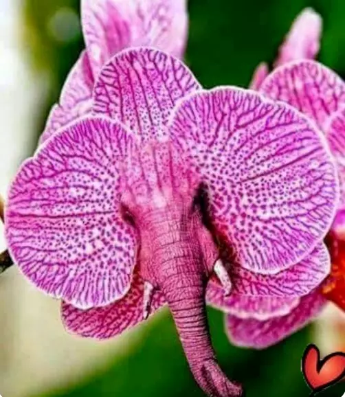 Fresh New Elephant Orchid Flowers Creepy Exotic Tropical Houseplant 10 S... - $13.00