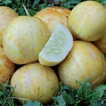 Lemon Cucumber  Seeds. - £2.33 GBP