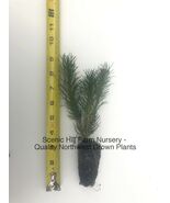 10 Dwarf Swiss Mountain Pine (Pinus mugo, pumilio) - Bonsai or Landscape - $38.56