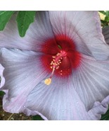 Hibiscus Summer Spice Bleu Brulee Hardy Hibiscus Starter Plant - $28.99