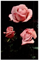 Pink Hybrid Tea Rose Massachusetts Postcard - £3.47 GBP