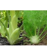 Variety Size Florence Fennel Anise Aroma Finnochio NON-GMO Seeds - £9.31 GBP+