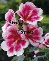 AD 25 Seeds Lovely Pink Hibiscus Flowers Hibiscus RosaSinensis Home Garden - $13.26