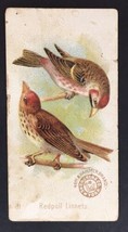 Redpoll Linnets Beautiful Birds Card ARM &amp; HAMMER Soda  Church &amp; Company... - £15.72 GBP