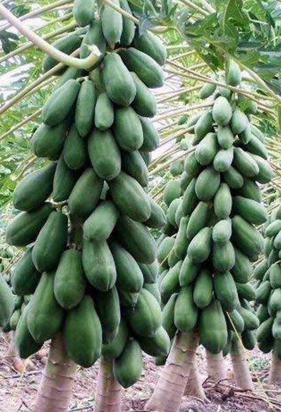 300 Seeds Papaya Seeds From Sri Lanka Ceylon Products Seeds Organic Meaningful G