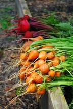 Parisian Carrot Seeds Bulk 1000 Count Pkt Tender Round Globessweet &amp; Tas... - $8.99