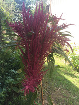 25 Giant Amaranth Seeds-1349 - £2.30 GBP