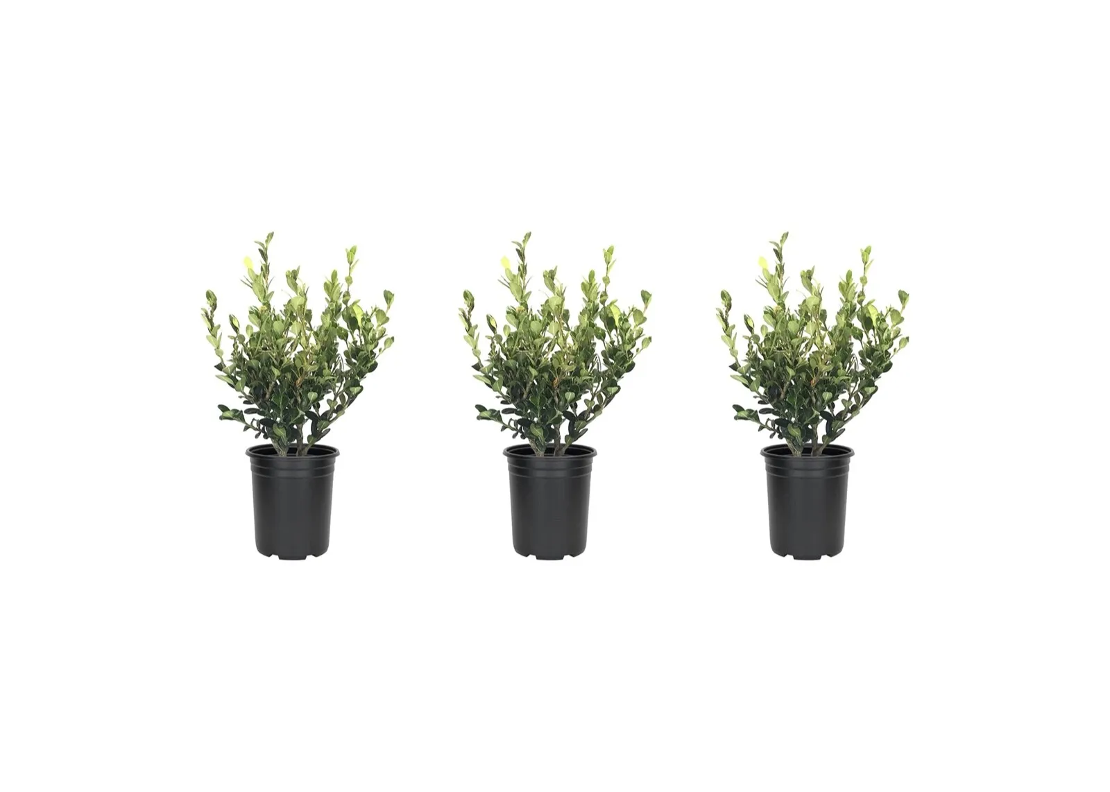 Winter Gem Korean Boxwood Live 4nch Pots Buxus Microphylla Hedge Plants - £33.21 GBP