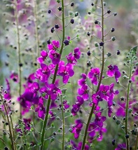 30 Seeds Verbascum Violetta Flower Garden - $8.55