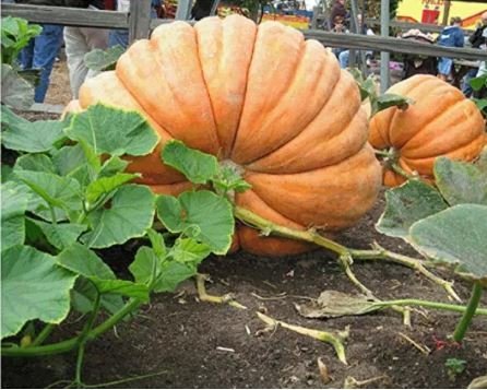 20 Seeds Super Large Pumpkin Item image 3