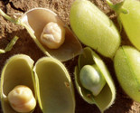 Marvel Chickpea Seeds Garbanzo Beans Egyptian Pea Indian Edamame Seed  - $5.93