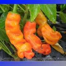 Fresh Orange Peter Penis Chili Pepper Organic Seeds 10 Seeds Garden Fresh - £6.47 GBP