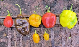 Mixed rocoto peppers LG red,  LG orange, yellow teardrop, red teardrop varieties - $11.88