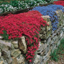 Creeping Thyme Rock CRESS Dark Red Flowers  500 Seeds - $10.41