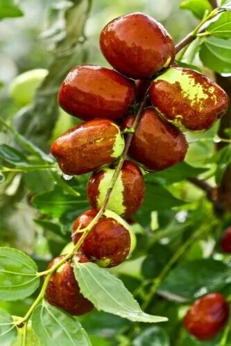 Jujube Fruit Tree Superfruit Ziziphus Jujube 10 Authentic Seeds Garden - £10.13 GBP