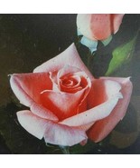 Sonia Grandiflora Rose 5 Gal. Pink Coral Bush Plants Shrub Live Plant Fi... - $72.70
