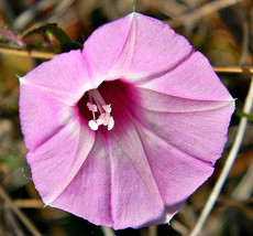 SHIPPED FROM US 20 Ipomoea Cordatotriloba Sharp-pod Morning-glory Seeds, BR07 - £31.80 GBP