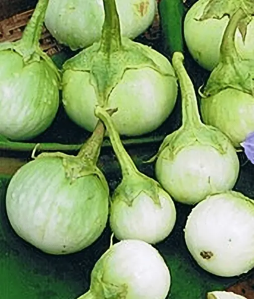 40+ Seeds Sweet Crunchy For Salad Apple Green Thai Eggplant Fresh New - £6.31 GBP