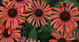 50 pcs Julia Coneflower Seed Echinacea Perennial Flowers Flower Seed - £9.91 GBP