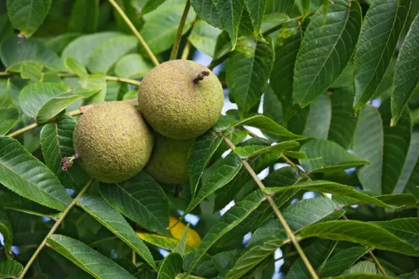 4 Black Walnut Tree Seeds For Planting Juglans Nigra Usa Seller - £27.12 GBP