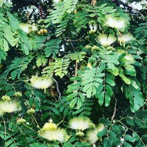 Siris Tree Seeds - Albizia procera 30pcs, Tropical Ornamental Plant, Grow Your O - £7.48 GBP