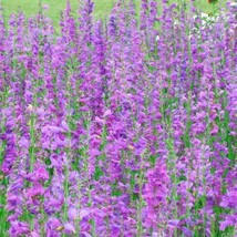 Penstemon Rocky Mountain Perennial Beardtongue Hummingbirds Non-Gmo 200 Seeds - £7.88 GBP