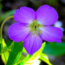 10 Oregon Geranium Oreganum Cranesbill Purple Native Flower Herb Seeds New Fresh - £13.61 GBP