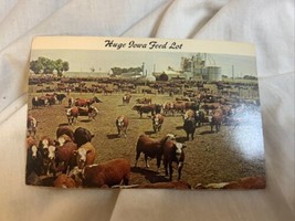 Postcard Huge Iowa Feed Lot, IA thousands of cattle - £4.55 GBP