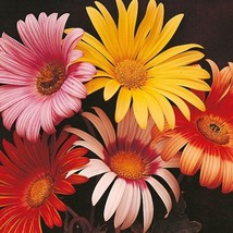 40 Seeds  African Daisy Flower Seeds Mix / Long Lasting Annual  SG - £11.77 GBP