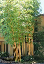 Asian Lemon Bamboo – Clumping –NON-INVASIVE Bambusa - 10 Value Priced Di... - $599.00