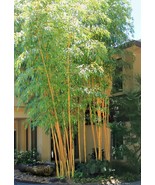 Asian Lemon Bamboo – Clumping –NON-INVASIVE Bambusa - 10 Value Priced Di... - $599.00