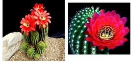 Red Torch Flowering Cactus Cacti Plant 20 Seeds &quot;Desert&#39;s Blooming Jewel&quot; RARE! - £15.92 GBP