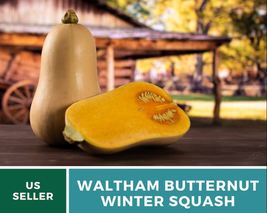 25Pcs Waltham Butternut Winter Squash Heirloom Seeds Cucurbita pepo Seed - $19.70
