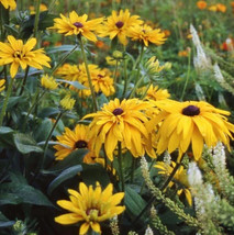 US Seller 200 Seeds Black Eyed Susan Double Golden Gloriosa Rudbeckia - £8.11 GBP