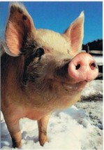 Comic Postcard Hogs &amp; Kisses Pig Larger Card - $2.08