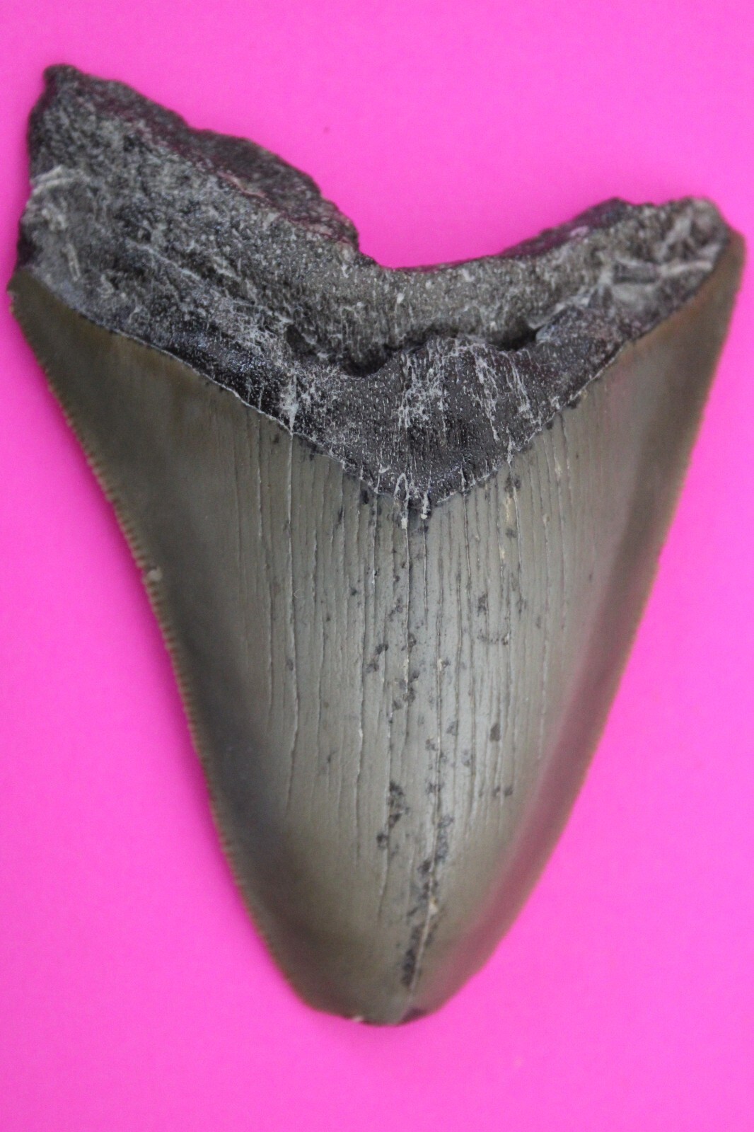 Authentic Megadolon Shark Tooth 3.43 Inches 66 Grams Fossil Dino Girl CO... - $102.99