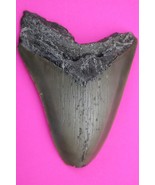 Authentic Megadolon Shark Tooth 3.43 Inches 66 Grams Fossil Dino Girl CO... - $102.99