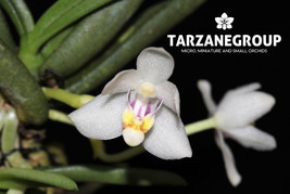 PTEROCERAS SEMITERETIFOLIUM/BRACHYPEZA SEMITERETIFOLIA MINIATURE ORCHID ... - $33.00