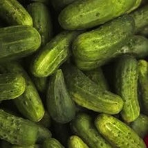 50 Seeds National Pickling Cucumber Non-gmo Heirloom Seeds - $1.57