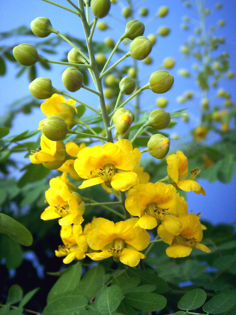 Primary image for Caesalpinia mexicana YELLOW flowering Dwarf Poinciana Mexican Holdback  50 seeds