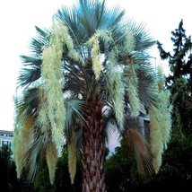 FG 20 Mexican Blue Hesper Fan Palm Tree Seeds Grey Goddess Tropical Cold Hardy! - £23.92 GBP