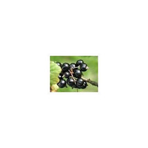 15 Black Currant Seeds-1224 - £3.18 GBP