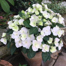 AWS  Fairytrail Bride Hydrangea Starter Plant Pure White With Hint Of Lime  - £29.35 GBP